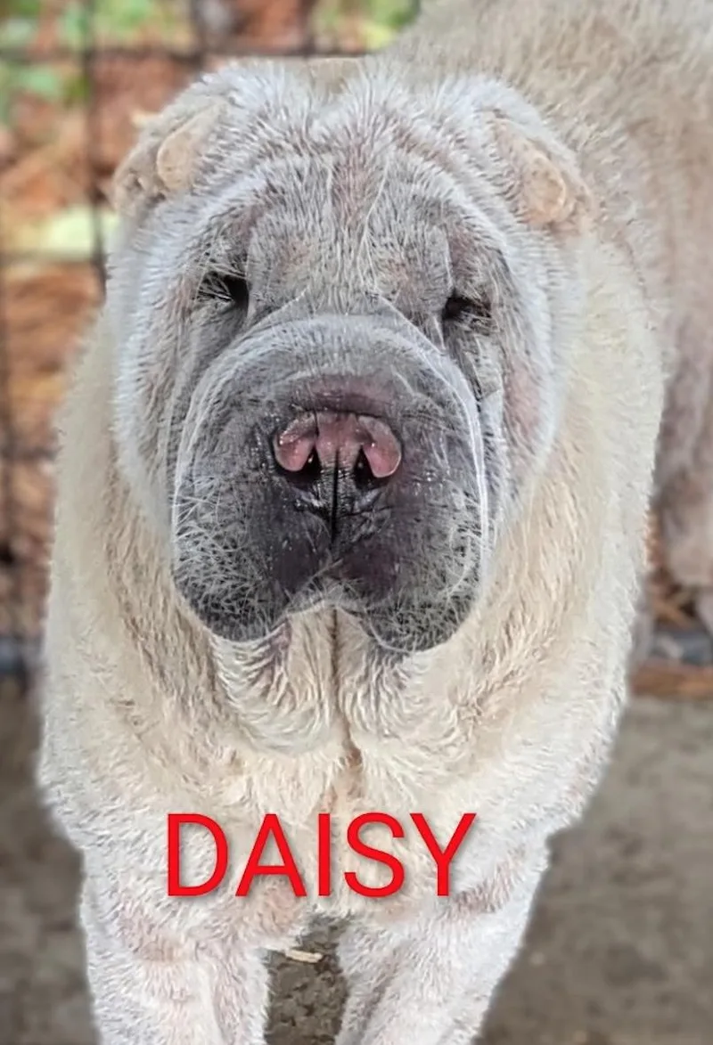Daisy