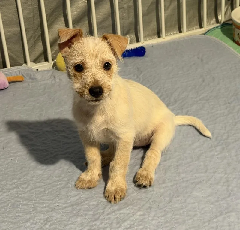 A baby small-sized female Terrier dog named Snow for adoption in Thornton, CO