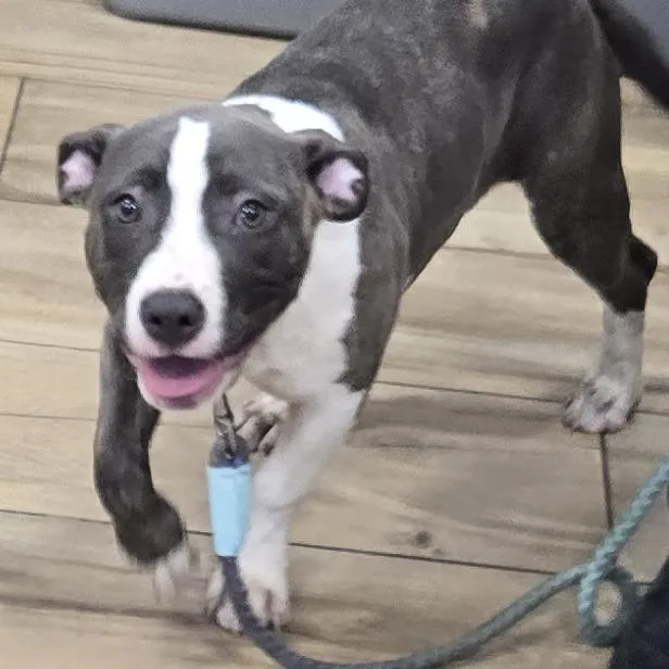 A baby medium-sized female Gray / Blue / Silver Pit Bull Terrier dog named Ahnjstray for adoption in Newark, NJ