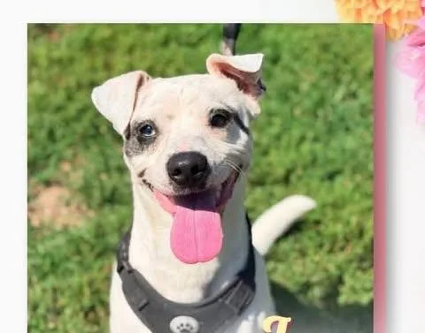 Milo