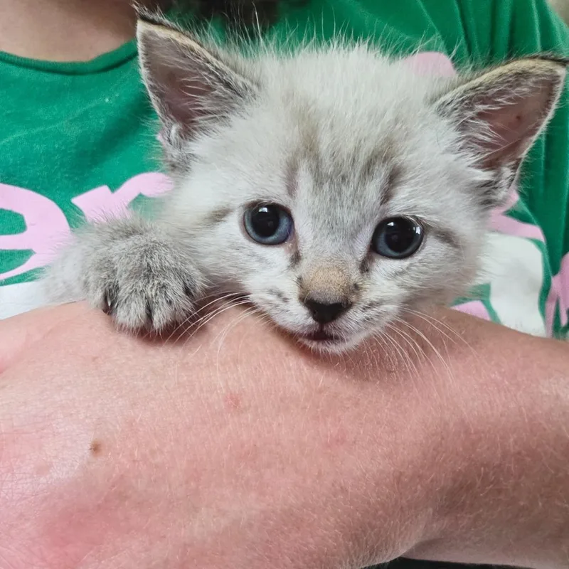A baby small-sized female White Domestic Short Hair cat named Dory for adoption in Newport, TN