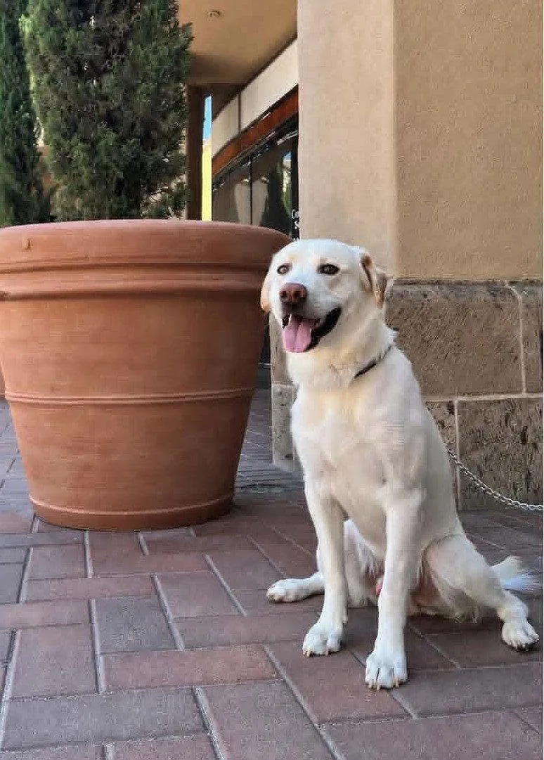 A young medium-sized male Labrador Retriever dog named Mars for adoption in San Diego, CA