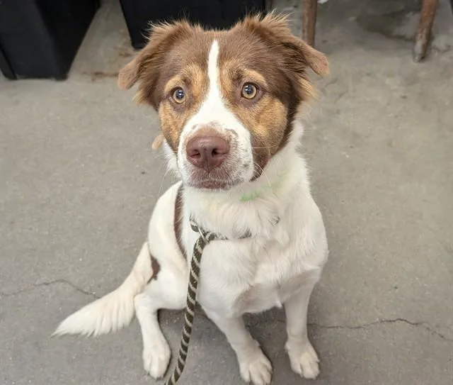 A young medium-sized female Border Collie dog named Snickers for adoption in Tucson, AZ