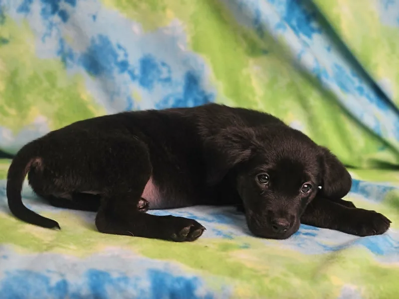 A baby large-sized female Black Rottweiler dog named Waffles for adoption in East Sparta, OH