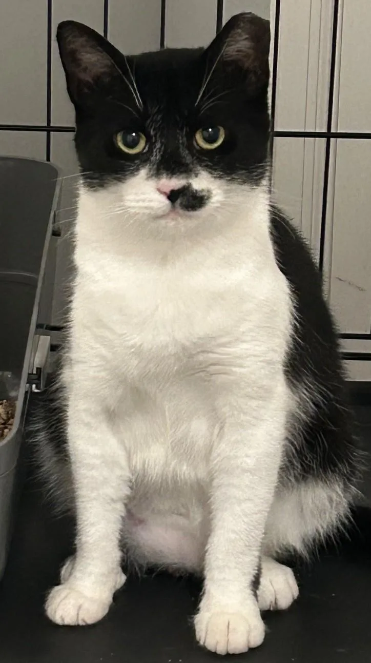 A young medium-sized female Black & White / Tuxedo Domestic Short Hair cat named Marticia for adoption in Sayville, NY
