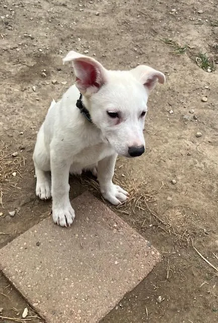A baby large-sized male White / Cream Mixed Breed dog named Billy for adoption in RUSSIAVILLE, IN