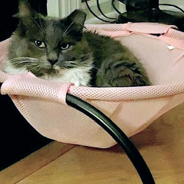 Romeobonded With Carmella thumbnail 2