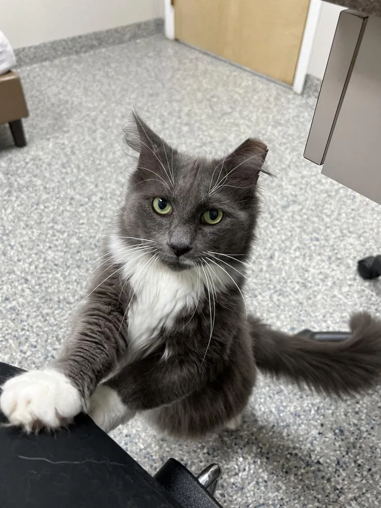 Romeobonded With Carmella thumbnail 3