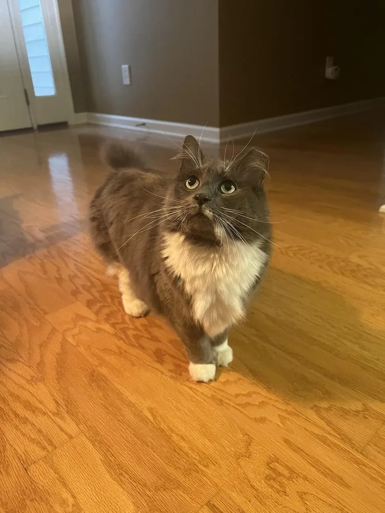 Romeobonded With Carmella thumbnail 4