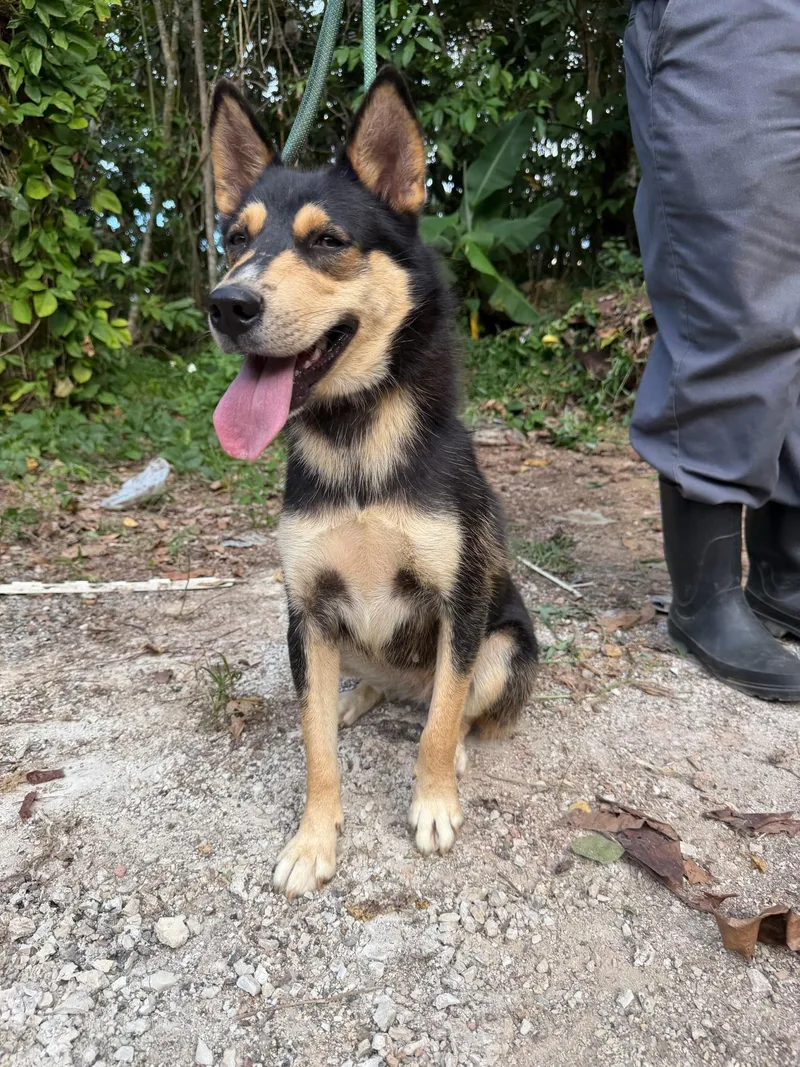 An adult medium-sized female Black Husky dog named Jade for adoption in Bayamon, PR