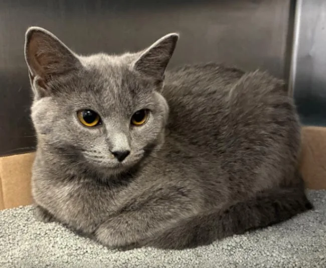 A young small-sized female Gray / Blue / Silver Domestic Short Hair cat named Granny Smith for adoption in Cincinnati, OH
