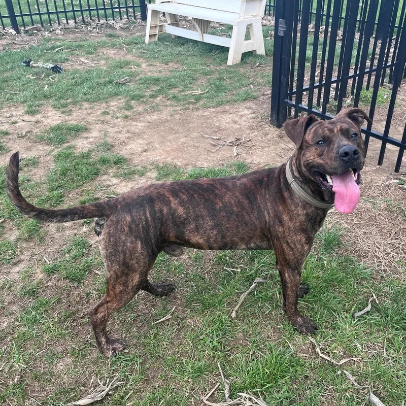 Jabberwocky thumbnail 2