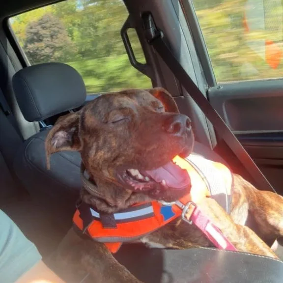 Jabberwocky thumbnail 3