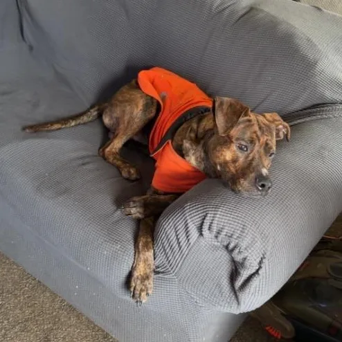 Jabberwocky thumbnail 4