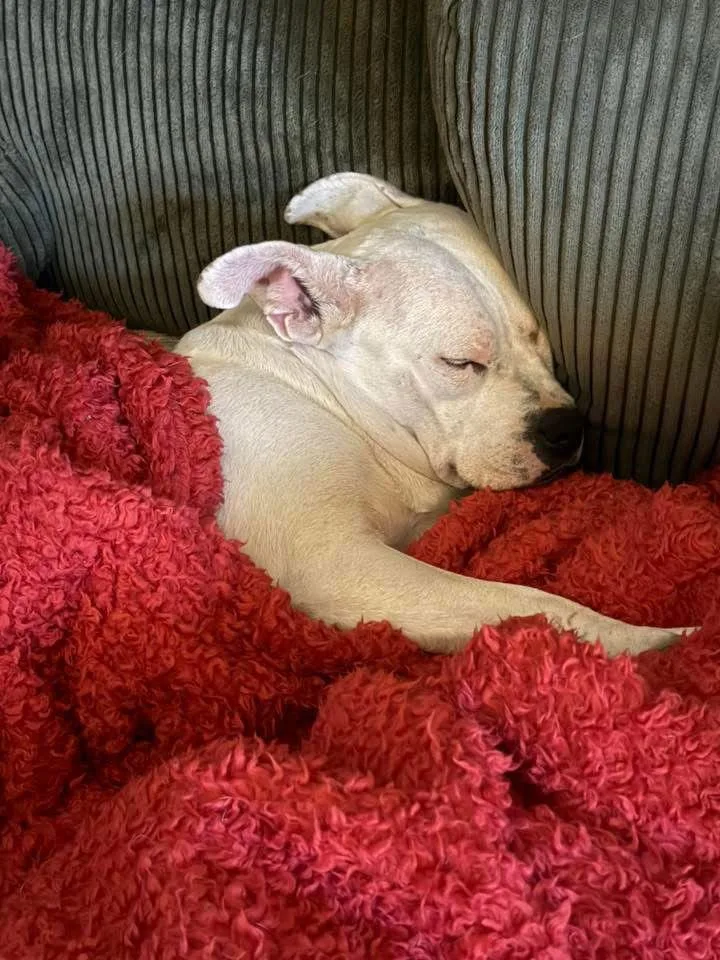 Princess Brisket thumbnail 2