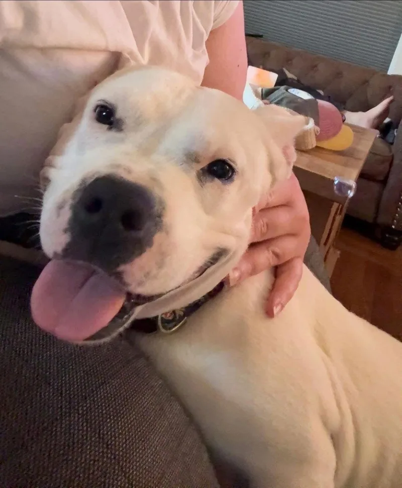 Princess Brisket thumbnail 3