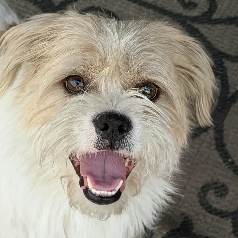 An adult small-sized male Border Terrier dog named Sherman for adoption in Bakersfield, CA