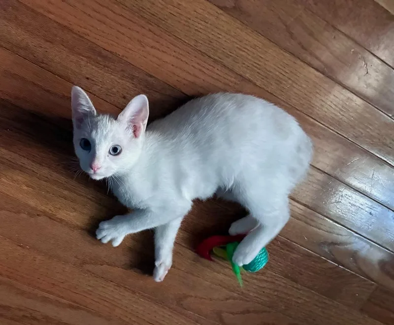 A baby medium-sized female Manx cat named Imara for adoption in Youngsville, NC