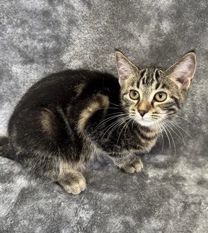 A young medium-sized male Domestic Short Hair cat named Milan for adoption in Buffalo, MN