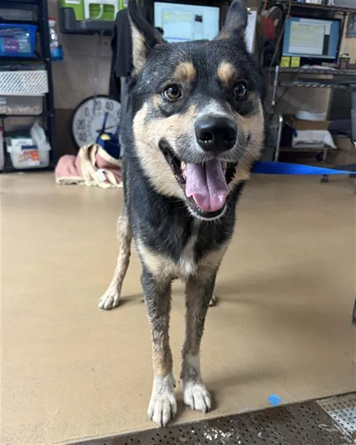 An adult large-sized male Australian Cattle Dog / Blue Heeler dog named A for adoption in Chula Vista, CA