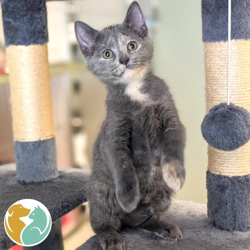 A baby small-sized female Tortoiseshell Domestic Short Hair cat named Anyway for adoption in Toledo, OH