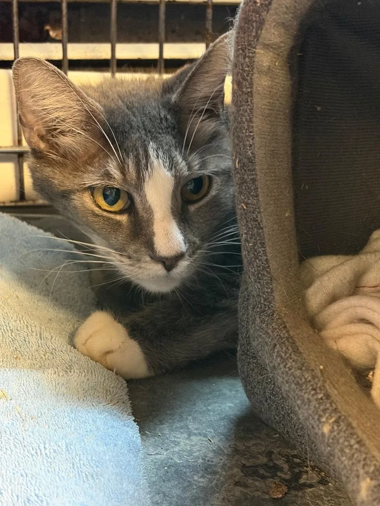 A senior medium-sized male Domestic Short Hair cat named Daryl for adoption in Windsor, CT