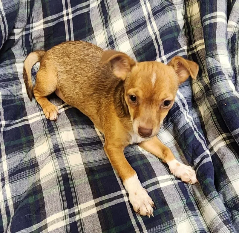 Tater
