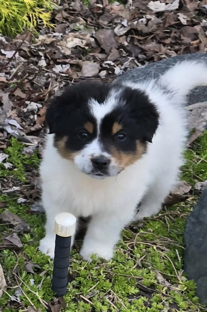 A baby medium-sized male Tricolor (Brown, Black, & White) Australian Shepherd dog named Cody for adoption in South Bend, IN
