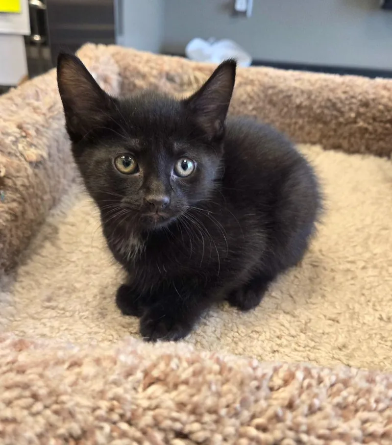 A baby small-sized female Domestic Short Hair cat named Sable for adoption in Sidney, OH