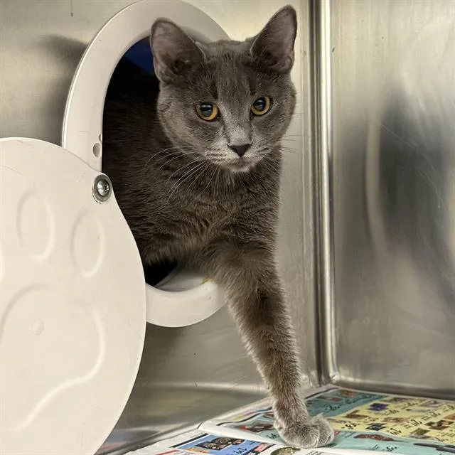 A young small-sized female Domestic Short Hair cat named Elouise for adoption in Las Vegas, NV