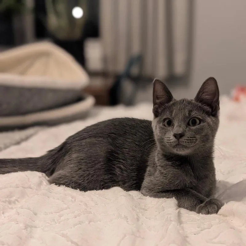A baby small-sized male Gray / Blue / Silver Domestic Short Hair cat named Grayson for adoption in Raleigh, NC
