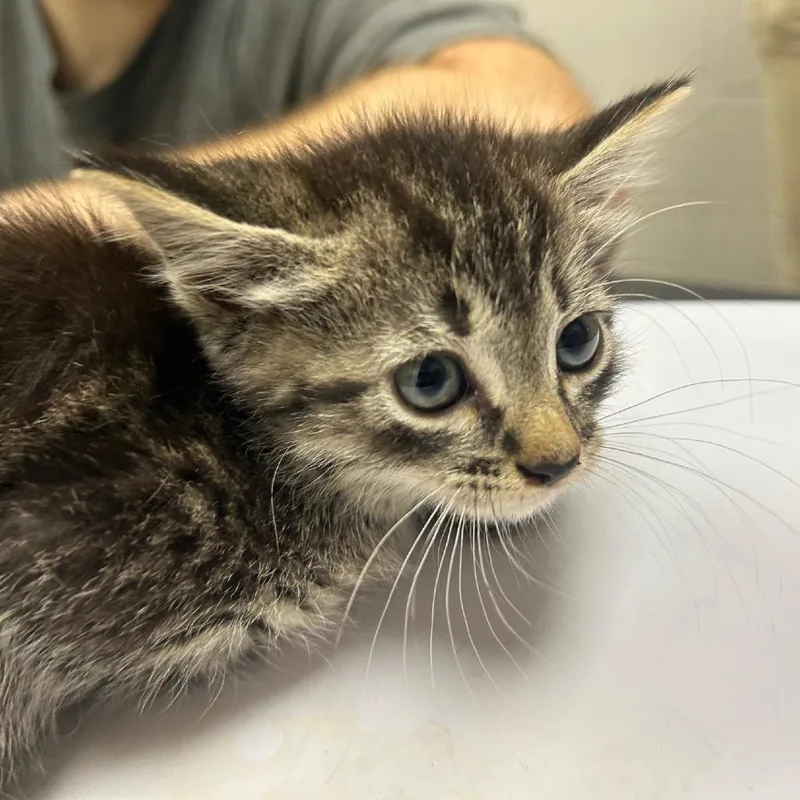 A baby small-sized female Black Domestic Short Hair cat named Eddna for adoption in Lufkin, TX