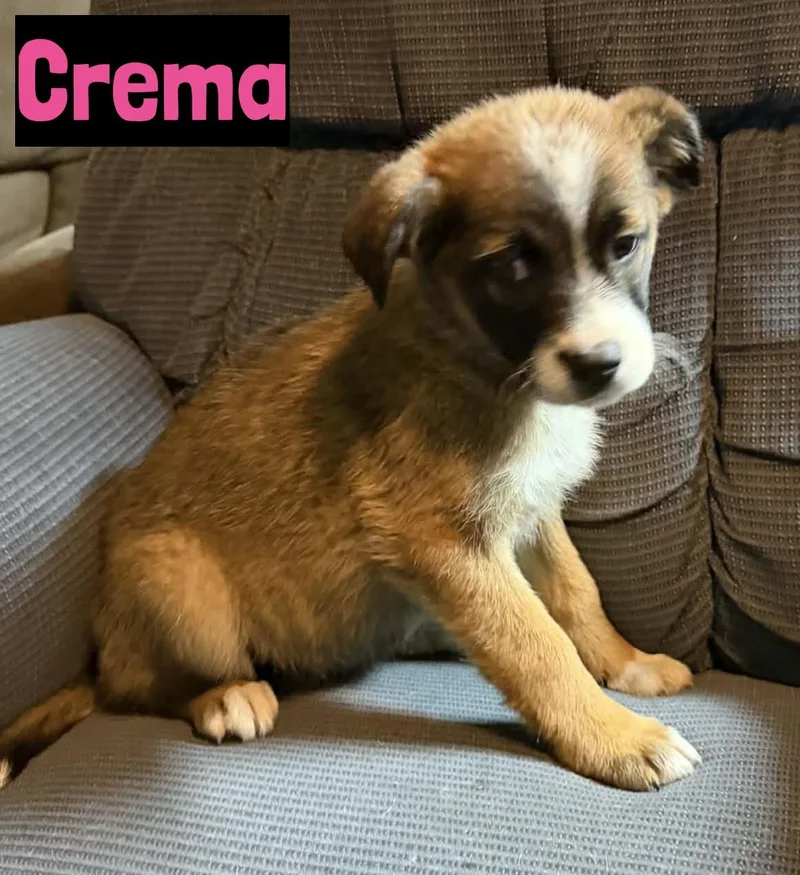 Crema