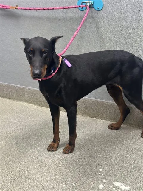 An adult medium-sized male Doberman Pinscher dog named Oso for adoption in Las Vegas, NV