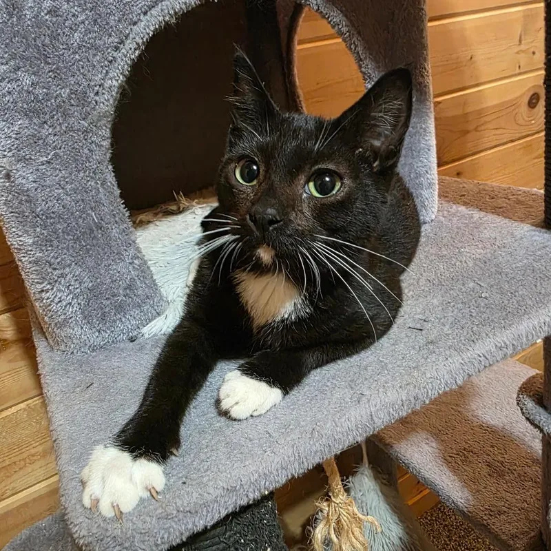 A baby small-sized male Black Domestic Short Hair cat named Boyfriend C for adoption in Princeton, MN
