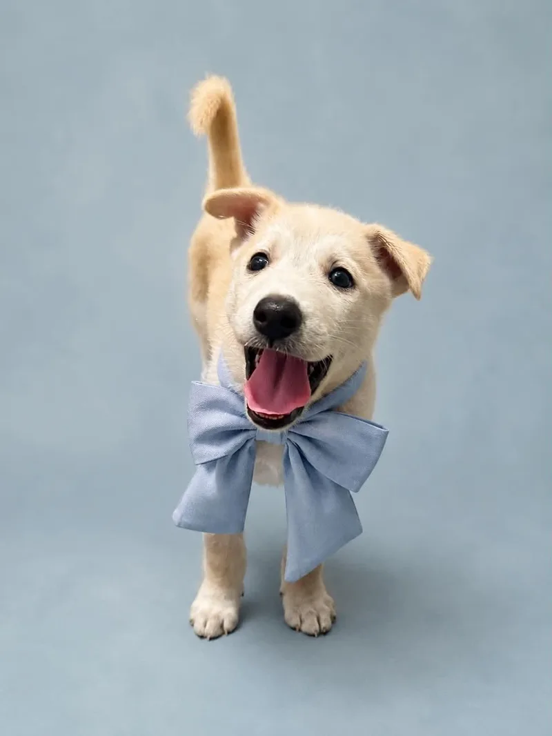 A baby medium-sized male Labrador Retriever dog named Brutus Mccuddle Bug for adoption in Houston, TX