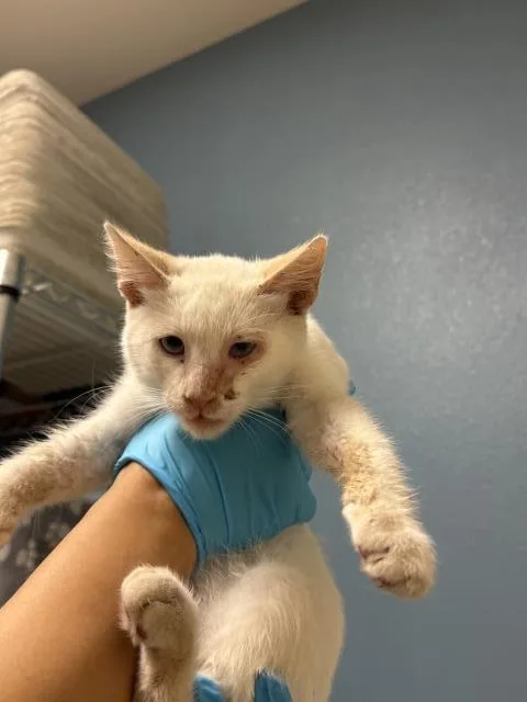 A baby small-sized male Siamese cat named Teal for adoption in Riverside, CA