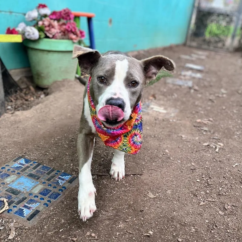 Dill Pickle thumbnail 2