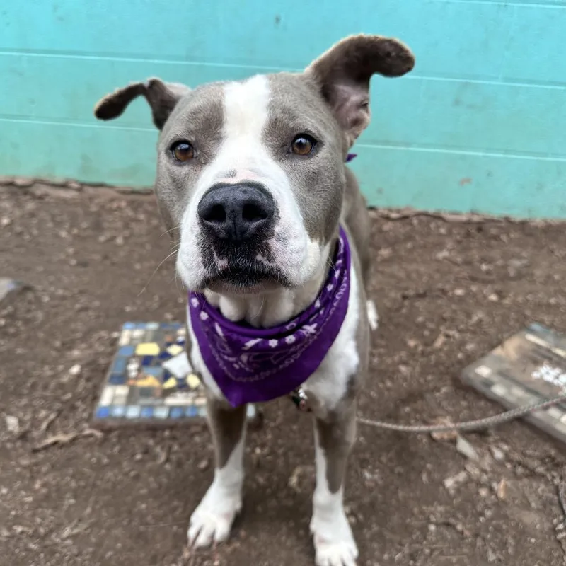 Dill Pickle thumbnail 3