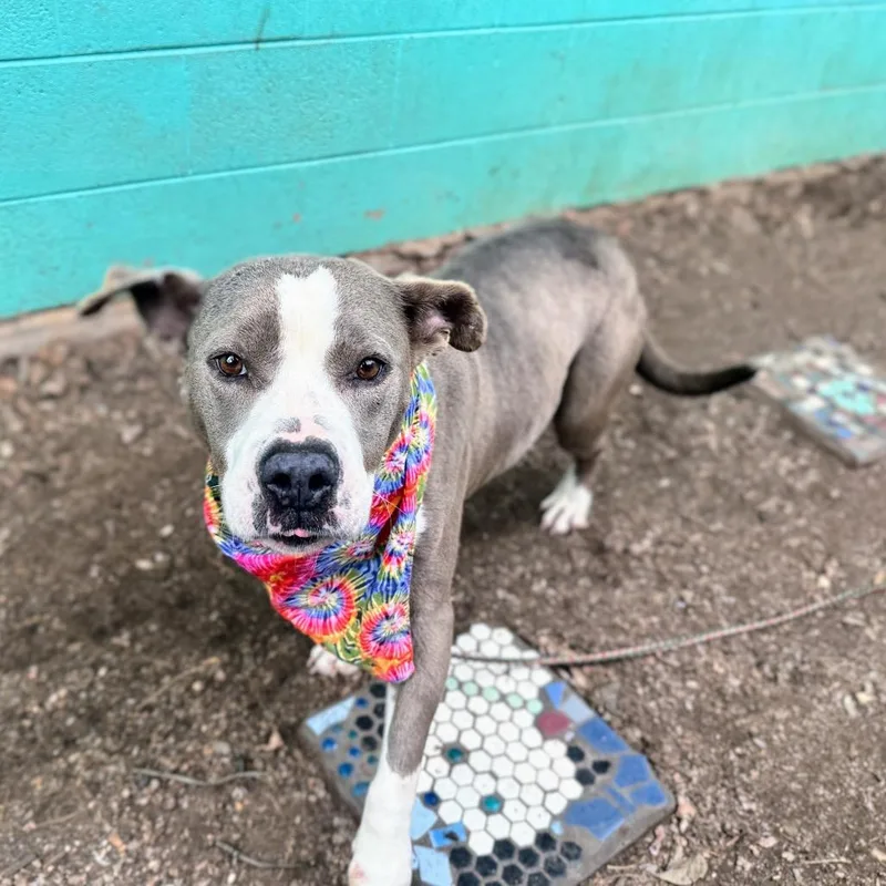 Dill Pickle thumbnail 6