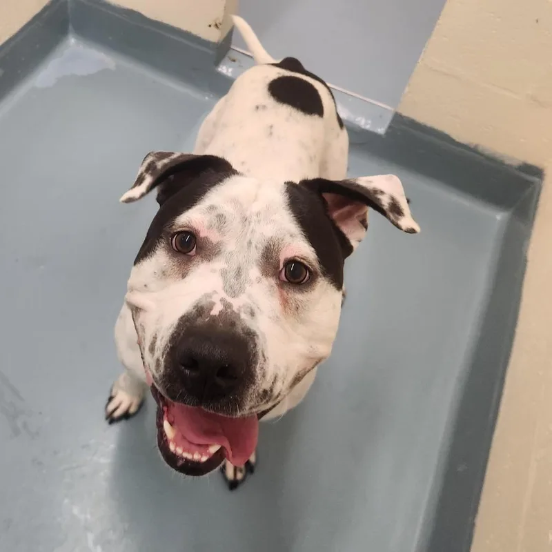 An adult large-sized male White / Cream Pit Bull Terrier dog named Sargent for adoption in Brockton, MA
