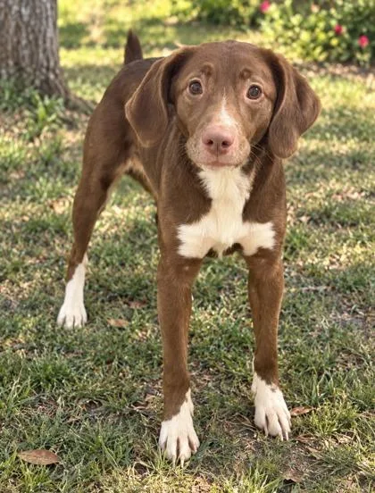 A young large-sized female Labrador Retriever dog named Nana for adoption in Paducah, KY