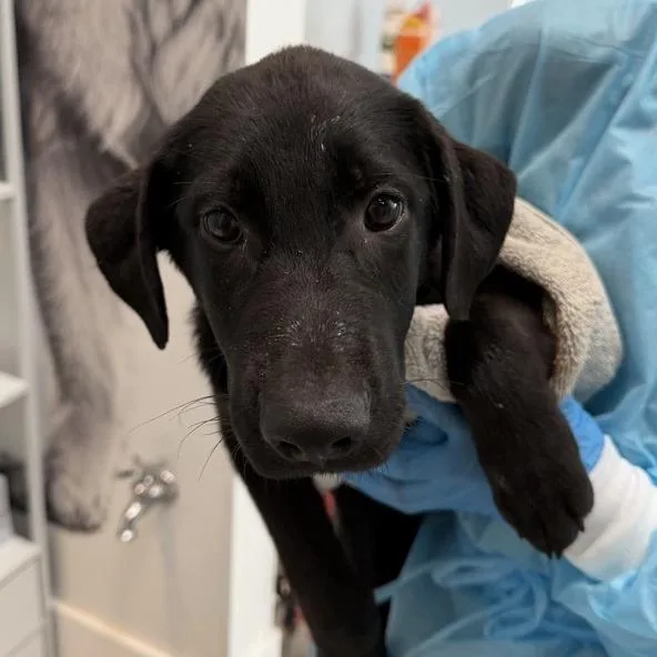 A baby small-sized female Labrador Retriever dog named Amity for adoption in Los Angeles, CA