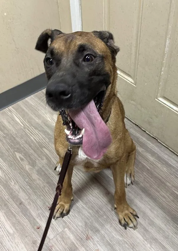 An adult extra large-sized male Shepherd dog named Peewee for adoption in Oceanside, CA