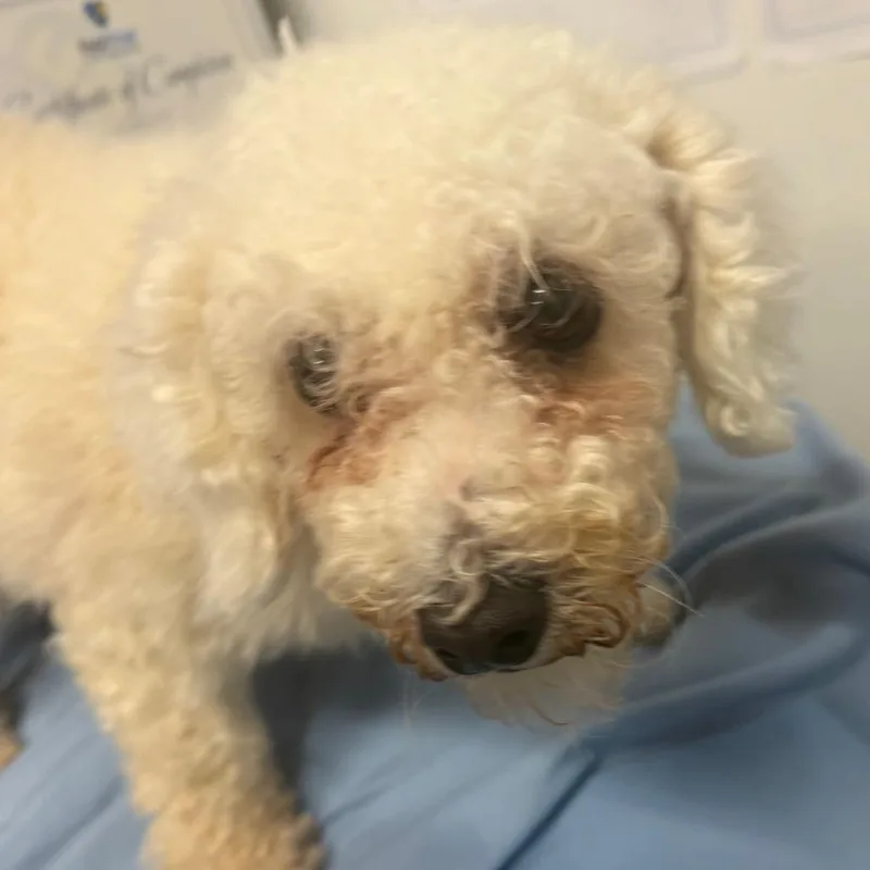An adult small-sized female White / Cream Bichon Frise dog named Collette for adoption in West Chester, PA
