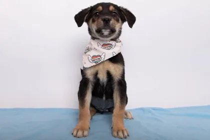 A baby medium-sized female Husky dog named Artemis for adoption in Greenville, SC