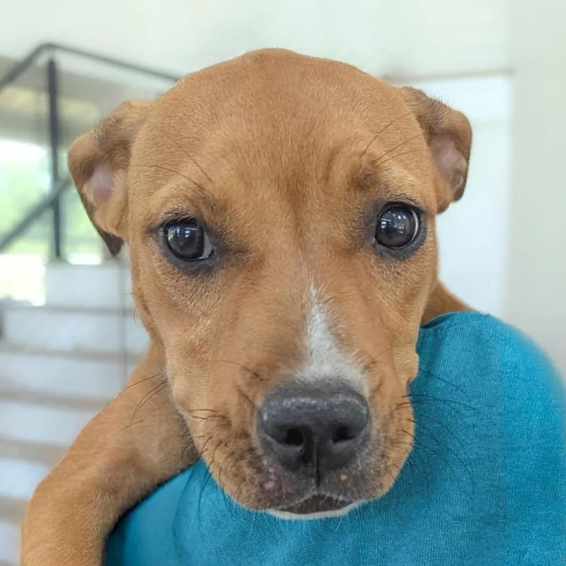 A baby small-sized female Sable Black Mouth Cur dog named Orange Sherbet for adoption in Chapel Hill, NC