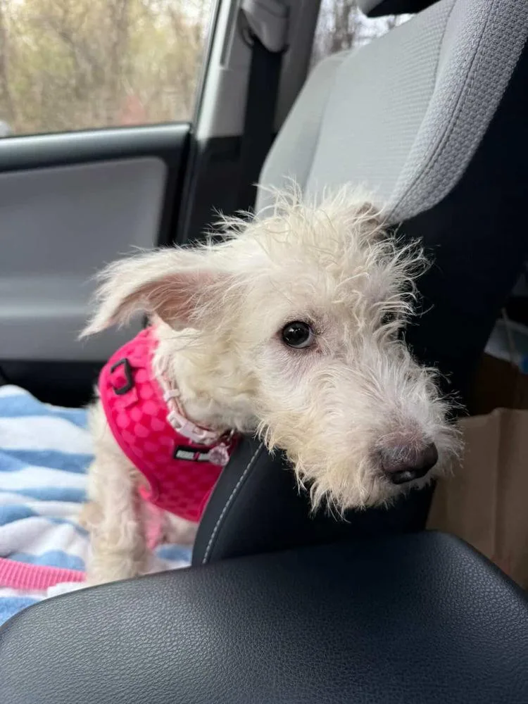 A baby medium-sized female White / Cream Mixed Breed dog named Zelda for adoption in Valley Stream, NY