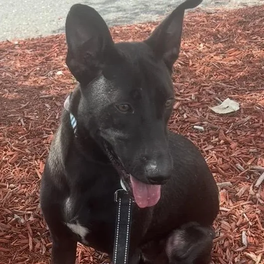A young medium-sized male Black Labrador Retriever dog named Lorenzo Love for adoption in New York, NY