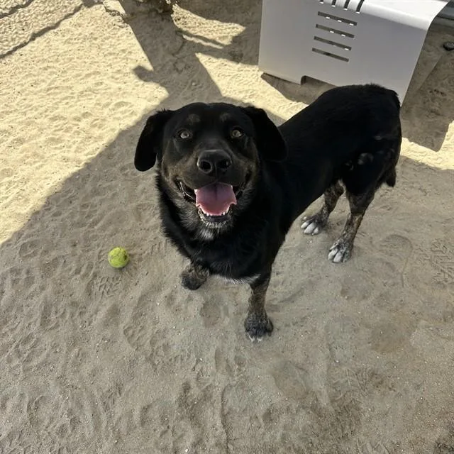 A young large-sized male Rottweiler dog named Greg for adoption in Thousand Palms, CA